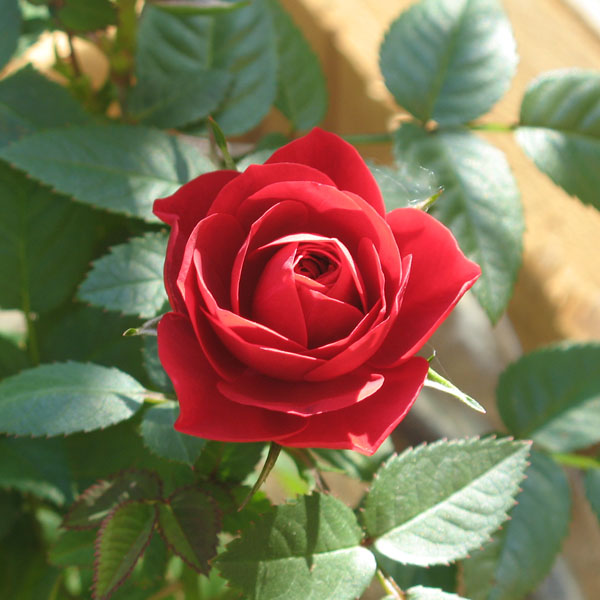 Миниатюрная роза