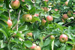 Яблоки на ветках