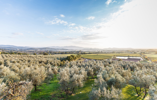 Оливковая роща в окрестностях Ареццо