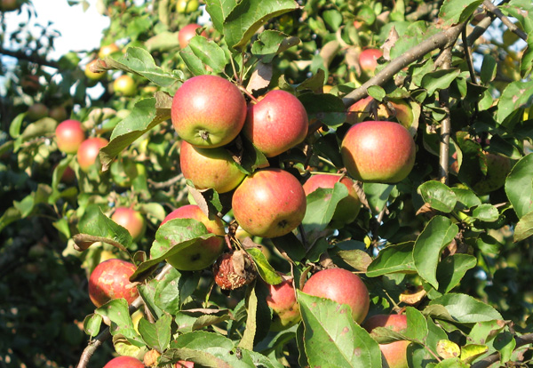 Урожай яблок на дереве