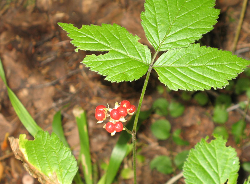 Костяника - съедобная, но неудобная ягода русского леса