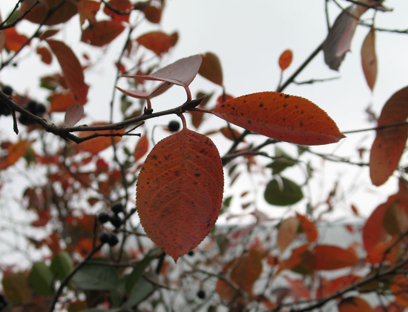 Осенние листья черноплодки