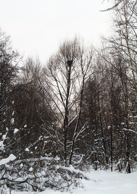 Гнездо в заснеженном лесу
