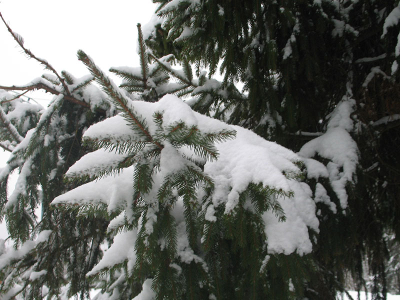 Ветка ёлки под снегом