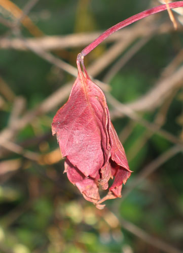 Увядший красный лист ежевики