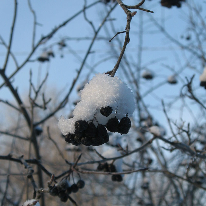 Арония черноплодная зимой