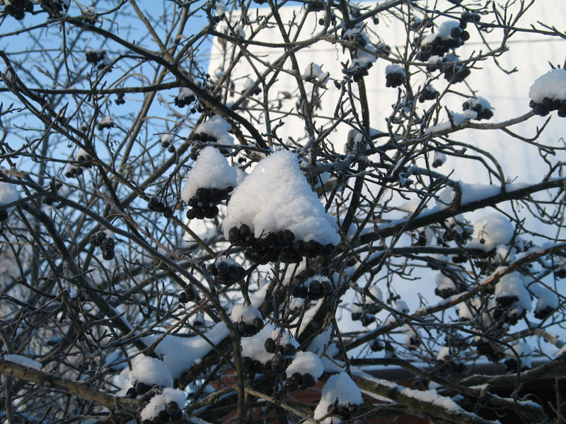 Арония черноплодная зимой