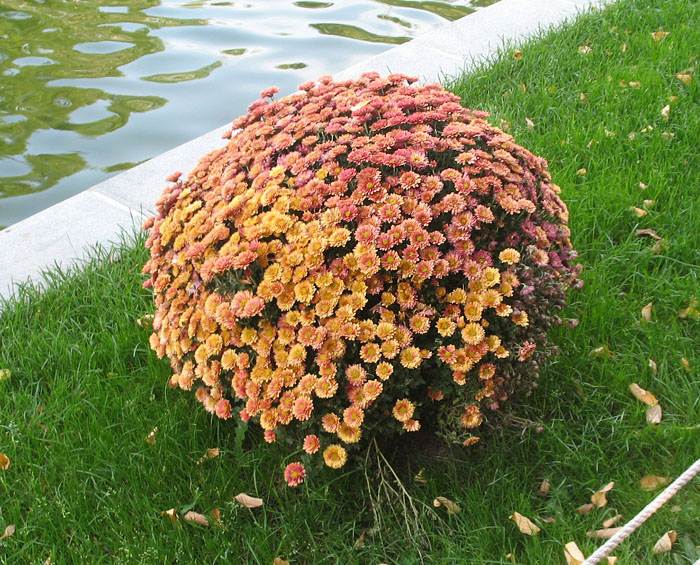 Кустовая хризантема