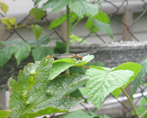 Желтая стрекоза присела на лист малины
