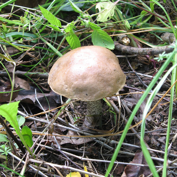 Прогулка за грибами: подберёзовик