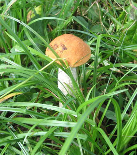 Прогулка за грибами: подосиновик