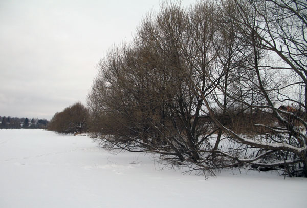 Зимний пруд. Общий вид берега пруда