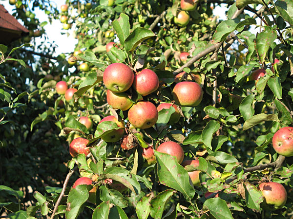 Календарь дачника - Сентябрь: урожай яблок