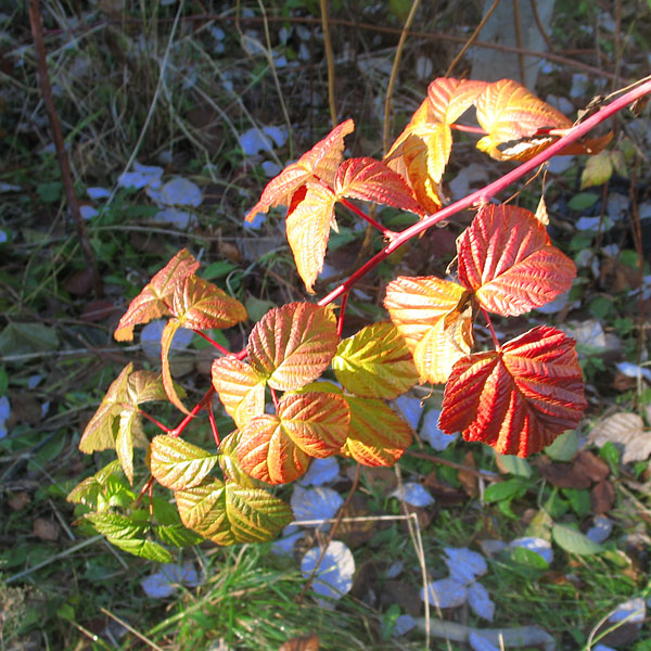 Ноябрь. Яркие листья ежевики