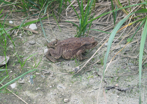 Большая самка серой жабы на берегу пруда